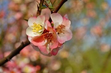 Fototapeta na wymiar quince flower - Chaenomeles speciosa
