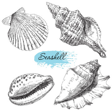 Set of various sea shells