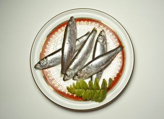 Fresh raw sea fish on white