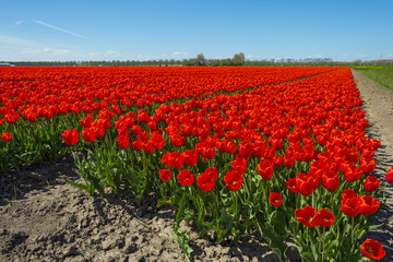 Fototapeta premium Red tulips on a sunny field in spring