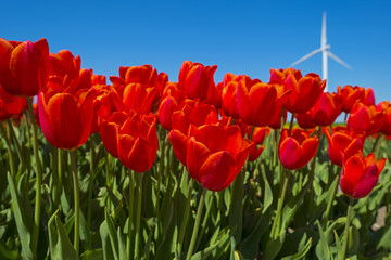 Red tulips on a sunny field in spring