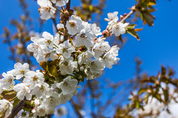 Fototapeta premium kirschblüten