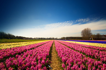 Fototapeta na wymiar Hyacinth flower fields in full blossom