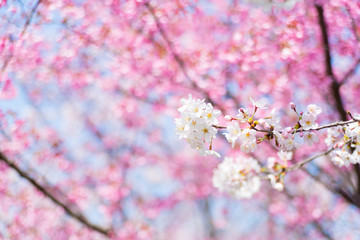 染井吉野（ソメイヨシノ）