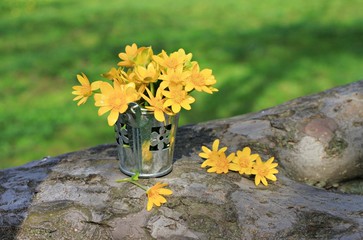 spring flowers in garden tin bucket 