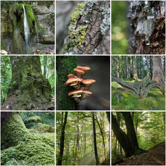 Forest Collage
