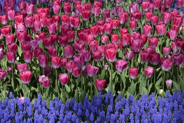 tulips und hyacinth