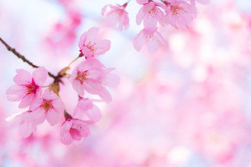 Fototapeta 陽光桜（ヨウコウザクラ） obraz