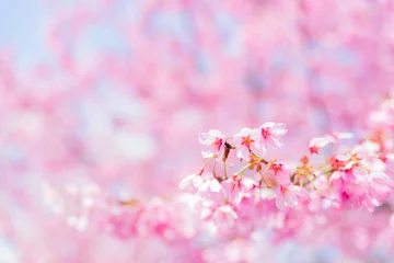 Crédence de cuisine en verre imprimé Fleur de cerisier 陽光桜（ヨウコウザクラ）