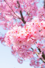 Obraz premium 陽光桜（ヨウコウザクラ）