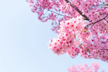 Fotobehang Kersenbloesem 陽光桜（ヨウコウザクラ）
