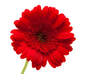 Gerbera isolated on white