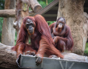 Adult orangutans