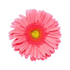 Gerbera isolated on white