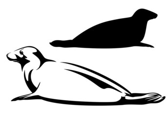 sea seal black and white design