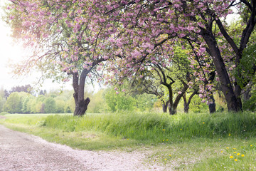 Prunus serrulata `Kanzan´