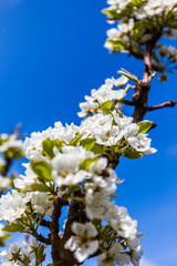kirschblüten
