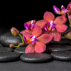 beautiful spa composition of blooming twig red orchid flower, ph
