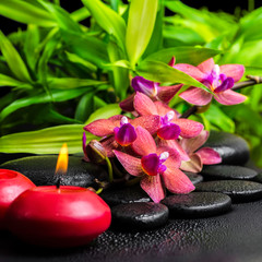Naklejka na ściany i meble beautiful spa still life of blooming twig red orchid flower, pha