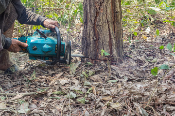 logger worker cutting  timber tree in forest with chainsaw