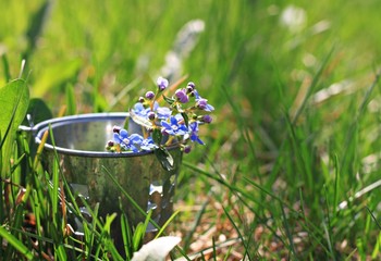 spring garden flower forget-me-not in tin bucket on lawn
