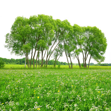 Trees on meadow. Spring landscape. 