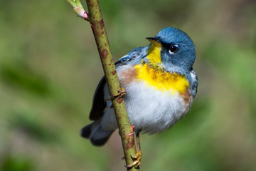 Obraz premium Northern Parula