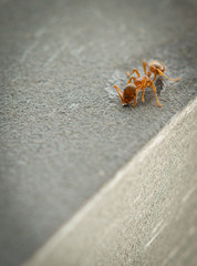 Heimweg einer Ameise