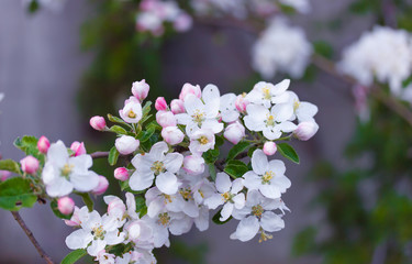 Apple blossom on a branch