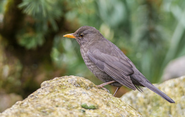 Amsel - Weibchen