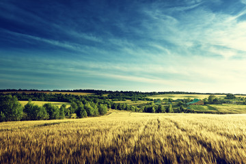 wheat field in sunset time