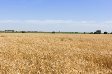 campos de trigo