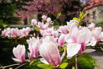 flowered Magnolia