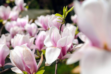 flowered Magnolia
