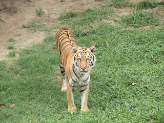Royal bengal tiger
