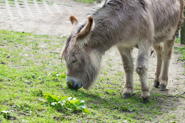 Hell grauer Haus esel (Equus africanus f. asinus)