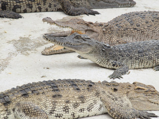 Crocodiles close up in Thailand