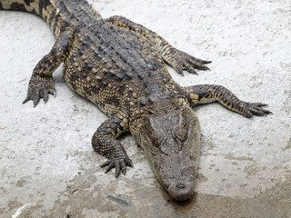 Crocodiles close up in Thailand