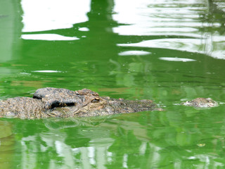 Crocodiles close up in Thailand