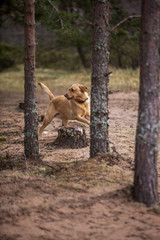 Labrador between trees