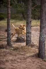 Obraz na płótnie Canvas Labrador between trees