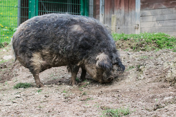 Scwalbenbauch Schwein (Sus scrofa f. domestica) Mangalitza