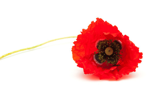bring red poppy on white surface