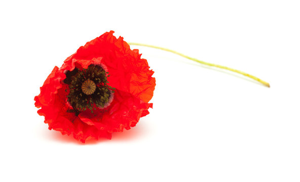 bring red poppy on white surface