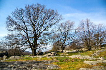 Oak trees on green meadow at a spring day