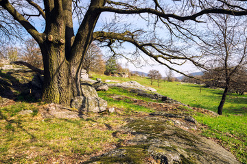 Oak trees on green meadow at a spring day