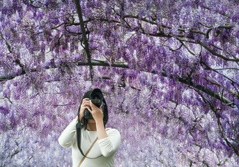 Japanese Girl Photographing Wistaria