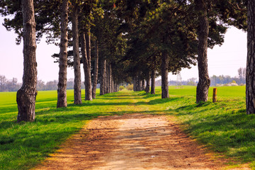 tree alley in summer with footpath