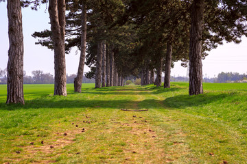 tree alley in summer with footpath