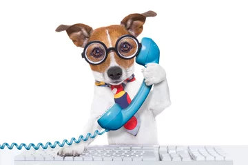 Abwaschbare Fototapete Lustiger Hund Hund am Telefon